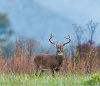 Whitetail Deer Portrait