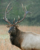 Bull Elk Portrait