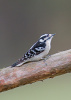 Female Downy Woodpecker