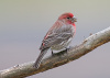 House Finch