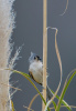 Tufted Titmouse