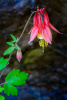 Wild Columbine