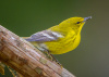 Pine Warbler