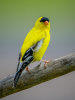 American Goldfinch