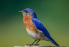 Male Bluebird