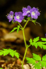 Purple Phacelia