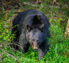 Male Black Bear