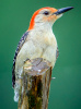 Red Bellied Woodpecker