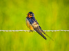 Barn Swallow