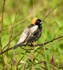 Bobolink Breeding male