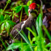 Pileated Woodpecker