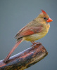 Female Cardinal