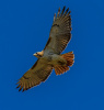 Redtail Hawk